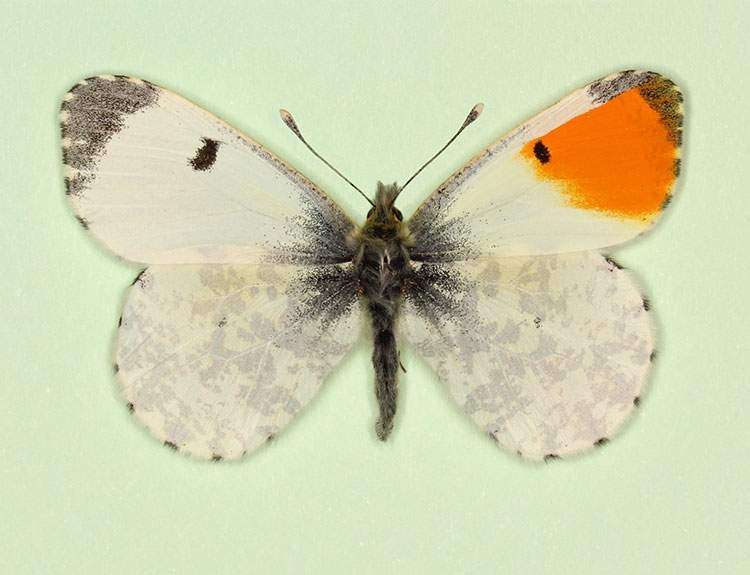 Anthocharis cardamines (gynandromorph A) (Internet Image property of respective owner, non-commercial use only)